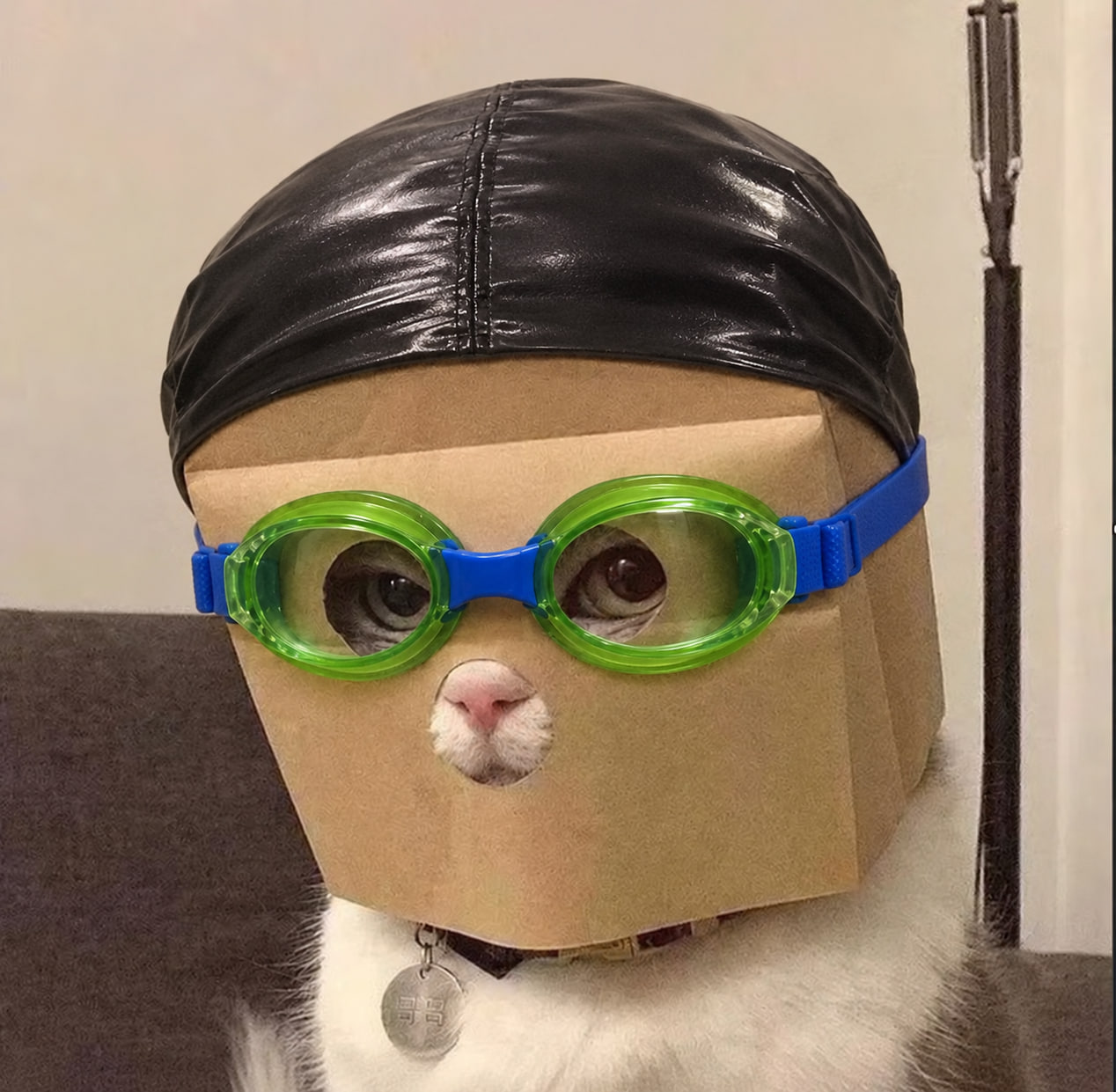 NASANON, a cat in a paper mask, swim goggles and black cap